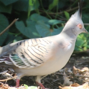 Ocyphaps lophotes at Higgins, ACT - 20 Oct 2024