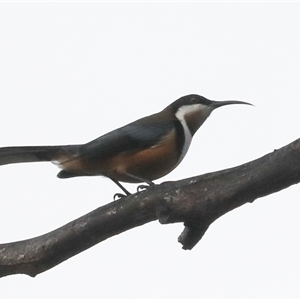 Acanthorhynchus tenuirostris at Higgins, ACT - 22 Jul 2024