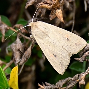 Mythimna (Pseudaletia) convecta at Evatt, ACT - 5 Nov 2024