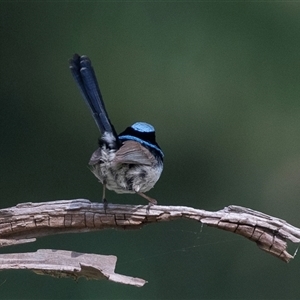 Malurus cyaneus at Macgregor, ACT - 24 Oct 2024