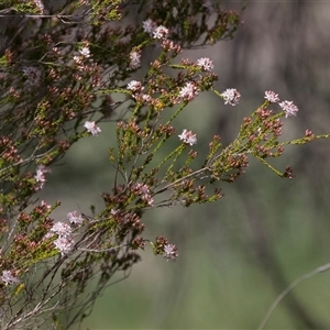 Calytrix tetragona at Latham, ACT - 24 Oct 2024 10:41 AM