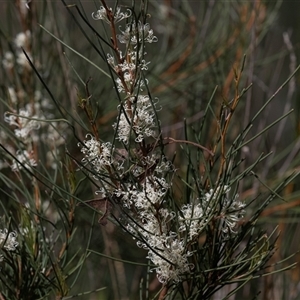 Hakea microcarpa at Latham, ACT - 24 Oct 2024 10:39 AM