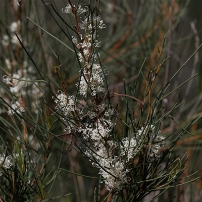 Hakea microcarpa (Small-fruit Hakea) at Latham, ACT - 23 Oct 2024 by AlisonMilton