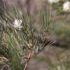 Hakea microcarpa at Latham, ACT - 24 Oct 2024 10:39 AM