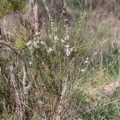 Hakea microcarpa at Latham, ACT - 24 Oct 2024