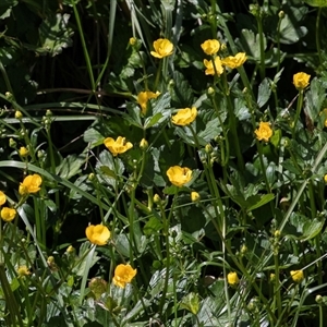 Ranunculus repens at Macgregor, ACT - 24 Oct 2024