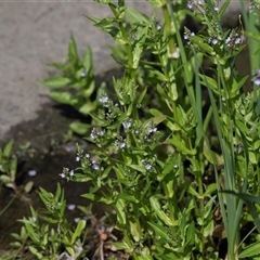 Veronica anagallis-aquatica (Blue Water Speedwell) at Macgregor, ACT - 23 Oct 2024 by AlisonMilton