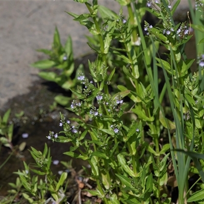 Veronica anagallis-aquatica (Blue Water Speedwell) at Macgregor, ACT - 24 Oct 2024 by AlisonMilton