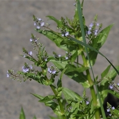 Veronica anagallis-aquatica at Macgregor, ACT - 24 Oct 2024