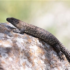 Egernia cunninghami (Cunningham's Skink) at Latham, ACT - 23 Oct 2024 by AlisonMilton