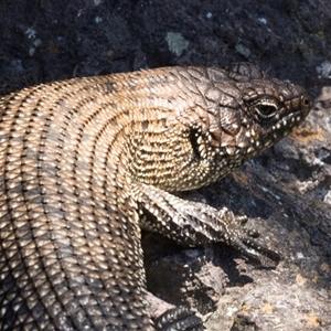 Egernia cunninghami at Latham, ACT - 24 Oct 2024