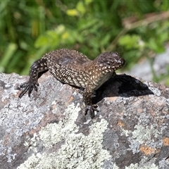 Egernia cunninghami at Latham, ACT - 24 Oct 2024