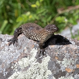 Egernia cunninghami at Latham, ACT - 24 Oct 2024