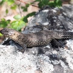 Egernia cunninghami at Latham, ACT - 24 Oct 2024