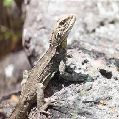 Intellagama lesueurii howittii (Gippsland Water Dragon) at Latham, ACT - 24 Oct 2024 by AlisonMilton