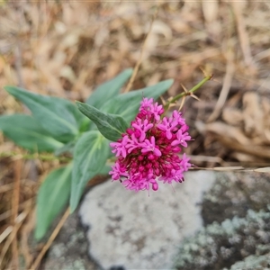 Centranthus ruber at Isaacs, ACT - 5 Nov 2024