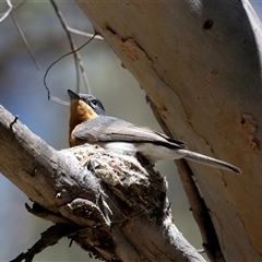 Myiagra rubecula at Latham, ACT - 24 Oct 2024 12:38 PM