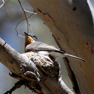 Myiagra rubecula at Latham, ACT - 24 Oct 2024 12:38 PM