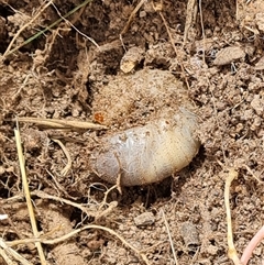 Scarabaeidae (family) (Scarab beetle, curl grub) at Isaacs, ACT - 5 Nov 2024 by Mike