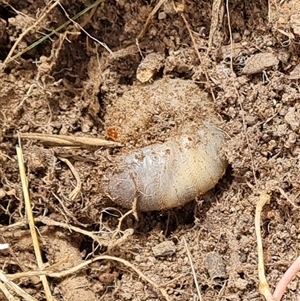 Scarabaeidae (family) at Isaacs, ACT - 5 Nov 2024 10:45 AM