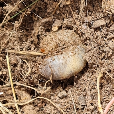 Scarabaeidae (family) (Scarab beetle, curl grub) at Isaacs, ACT - 4 Nov 2024 by Mike