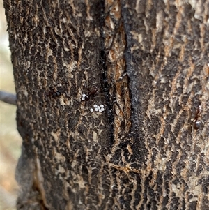 Acrodipsas myrmecophila at suppressed - 5 Nov 2024