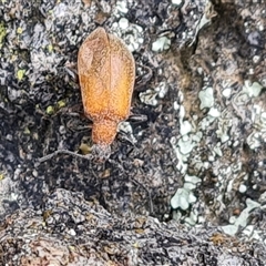 Ecnolagria grandis (Honeybrown beetle) at Isaacs, ACT - 4 Nov 2024 by Mike