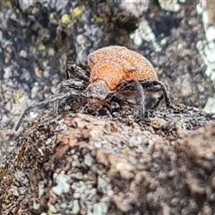 Ecnolagria grandis at Isaacs, ACT - 5 Nov 2024 10:40 AM