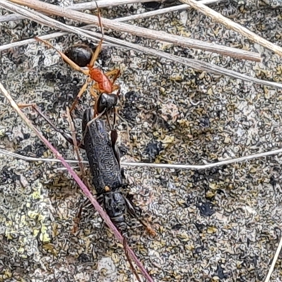 Callidiopis scutellaris (A Longhorn Beetle) at Isaacs, ACT - 5 Nov 2024 by Mike