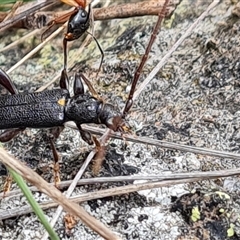 Oebarina ceresioides at Isaacs, ACT - 5 Nov 2024