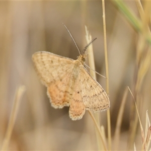 Scopula rubraria at Dunlop, ACT - 5 Nov 2024 10:10 AM