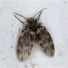 Psychodidae sp. (family) (Moth Fly, Drain Fly) at Melba, ACT - 3 Nov 2024 by kasiaaus