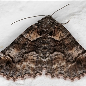 Gastrina cristaria at Melba, ACT - 3 Nov 2024 09:39 PM