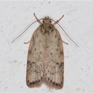 Garrha (genus) at Melba, ACT - 3 Nov 2024 09:26 PM