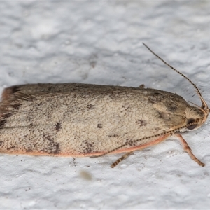 Garrha (genus) at Melba, ACT - 3 Nov 2024 09:26 PM