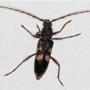 Phoracantha punctata at Melba, ACT - 3 Nov 2024