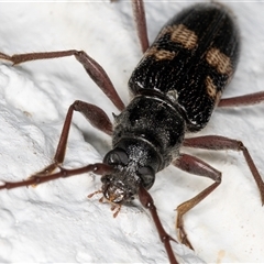 Phoracantha punctata at Melba, ACT - 3 Nov 2024