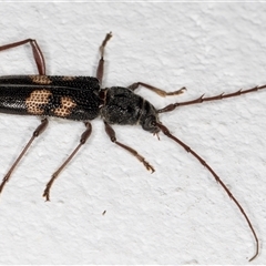 Phoracantha punctata at Melba, ACT - 3 Nov 2024