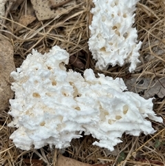 Laetiporus portentosus (White Punk) at Denman Prospect, ACT - 4 Nov 2024 by PGL