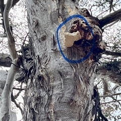 Laetiporus portentosus at Denman Prospect, ACT - 5 Nov 2024