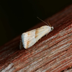 Eublemma inconspicua (Inconspicuous Eublemma) at Harrison, ACT - 4 Nov 2024 by DPRees125