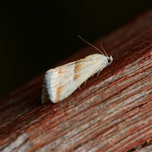 Eublemma inconspicua at Harrison, ACT - 4 Nov 2024 10:15 PM