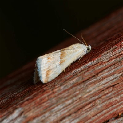 Eublemma inconspicua (Inconspicuous Eublemma) at Harrison, ACT - 4 Nov 2024 by DPRees125