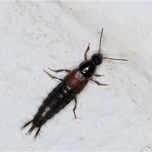 Staphylinidae (family) at Melba, ACT - 3 Nov 2024 09:35 PM