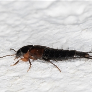 Staphylinidae (family) at Melba, ACT - 3 Nov 2024 09:35 PM