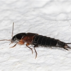 Staphylinidae (family) at Melba, ACT - 3 Nov 2024 09:35 PM