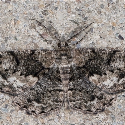 Unplaced externaria (Mahogany Bark Moth) at Melba, ACT - 3 Nov 2024 by kasiaaus