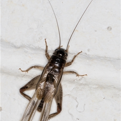 Unidentified Cricket (Orthoptera, several families) at Melba, ACT - 3 Nov 2024 by kasiaaus