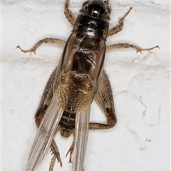 Gryllidae (family) at Melba, ACT - 3 Nov 2024 09:39 PM