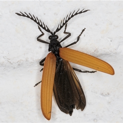 Porrostoma rhipidium (Long-nosed Lycid (Net-winged) beetle) at Melba, ACT - 3 Nov 2024 by kasiaaus